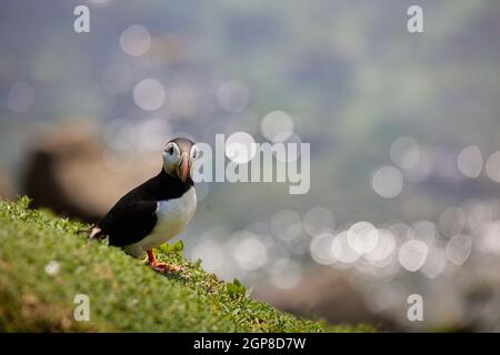 puffin steht auf einer Felsklippe. Fratercula arctica Stockfoto