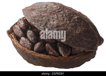 Halbierte Kakaoschote mit ganzen fermentierten Kakaobohnen (Theobroma cacao fruit w Samen) isoliert Stockfoto
