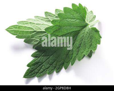 Katzenablätter (Nepeta cataria) isoliert w Schnittpfade, Draufsicht Stockfoto