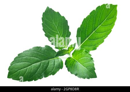 Rama tulsi Blätter (Ocimum tenuiflorum Blätter) isoliert Stockfoto