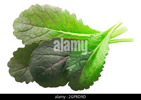 Rot Komatsuna oder Mizuna, ein japanischer Senf (Brassica rapa var. perviridis) isoliert, Draufsicht