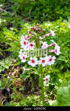 Candelabra Primula, die in einem schattigen Moorgarten wächst eine krautige, mehrjährige Blüte, die im späten Frühling und Sommer halb immergrün oder milchig ist Stockfoto