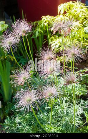 Nahaufnahme der Pulsatilla vulgaris-Sämköpfe im Spätsommer im Frühherbst eine vollwinterharte, krautige Staude, die auch Pasque-Blume genannt wird Stockfoto