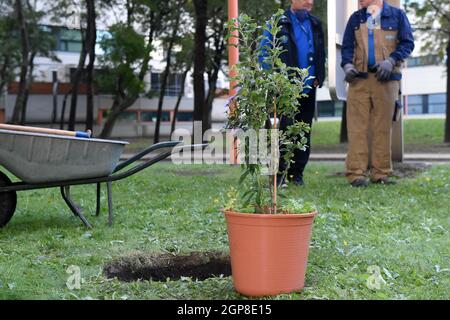 Wien, Österreich. September 2021. Vor der Bepflanzung im Vienna International Center in Wien, Österreich, am 28. September 2021 wird ein Raumansaat gesehen. Auf dem Gelände des Vienna International Center (VIC) wurde am Dienstag ein spezieller Apfelbaum aus Samen, die ins All gebracht wurden, gepflanzt, um zukünftige Generationen von Weltraumwissenschaftlern zu inspirieren. Der junge Apfelbaum, der derzeit 80 cm groß ist, ist ein Nachkomme des 400 Jahre alten Baumes, der noch immer am Woolsthorpe Manor im Vereinigten Königreich wächst und Isaac Newtons Theorie der Schwerkraft inspirierte. Kredit: Guo Chen/Xinhua/Alamy Live Nachrichten Stockfoto