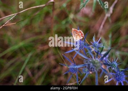 Schmetterling auf Eryngium Amethystinum, auch Amethyst-Eryngo oder italienischer Eryngo oder Amethyst-Seetauchling genannt Stockfoto