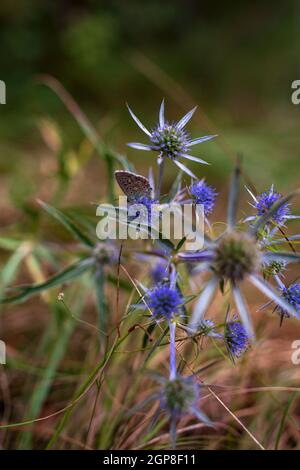 Schmetterling auf Eryngium Amethystinum, auch Amethyst-Eryngo oder italienischer Eryngo oder Amethyst-Seetauchling genannt Stockfoto