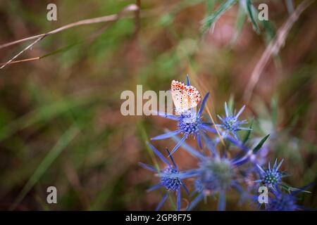 Schmetterling auf Eryngium Amethystinum, auch Amethyst-Eryngo oder italienischer Eryngo oder Amethyst-Seetauchling genannt Stockfoto