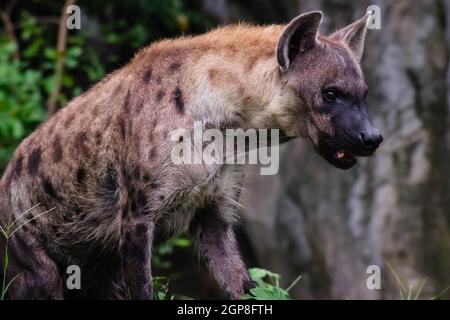 Hunter Hyena Portrait Tierwelt leben in Savanne Afrika Big Dangerous Krüger Stockfoto