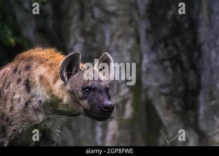 Hunter Hyena Portrait Tierwelt leben in Savanne Afrika Big Dangerous Krüger Stockfoto