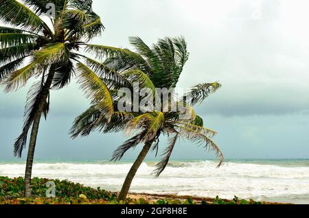 Palmen stehen gegen den Wind auf einer karibischen Insel Stockfoto