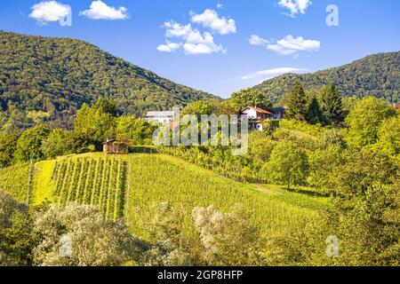 Malerische grüne Hügel und Weinberge von Plesivica Blick, Landschaft des nördlichen Kroatien Stockfoto