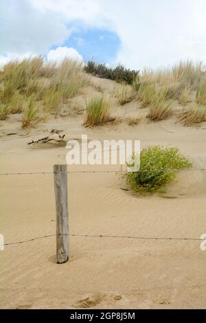 Stacheldrahtzaun in den Sanddünen auf Zeeland in den Niederlanden mit Strandgras, blauem Himmel und Wolken