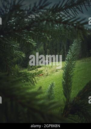 Alte Holzhütte auf einer Wiese in der Nähe des Nadelwaldes, wie durch die Tannenzweige gesehen. Malerische und stimmungsvolle Frühlingsszene in der Moun Stockfoto