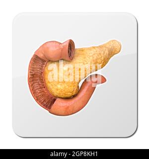 Pankreas Anatomie Symbol, realistische menschliche innere Organ, 3D Rendering Stockfoto