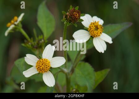 Blüten von Black-Jack Bidens pilosa. Barlovento. La Palma. Kanarische Inseln. Spanien. Stockfoto