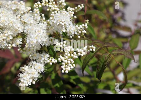 Hintergrund von weißen Blüten auf einer falschen Spirea. Stockfoto