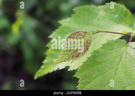 Makro eines winzigen roten gesprenkelten Blattes auf einer Astspitze. Stockfoto