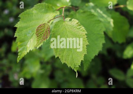 Eine neue kleine rote gesprenkelte Haselnuss wächst auf einem Ast. Stockfoto