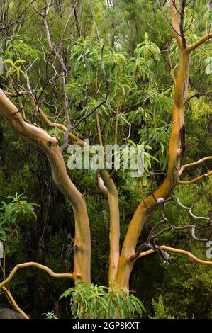 Baum Arbustus canariensis. Casa del Monte. San Andres y Sauces. La Palma. Kanarische Inseln. Spanien. Stockfoto