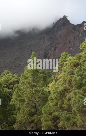 Klippe und Wald der Kanarischen Insel Kiefer Pinus canariensis. Nationalpark Caldera de Taburiente. La Palma. Kanarische Inseln. Spanien. Stockfoto