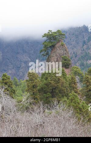 Felsen und Kanarische Kiefern Pinus canariensis. Nationalpark Caldera de Taburiente. La Palma. Kanarische Inseln. Spanien. Stockfoto