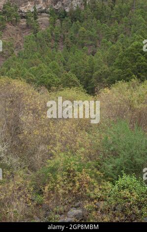 Wälder von Weiden Salix canariensis und Kanarische Kiefern Pinus canariensis. Nationalpark Caldera de Taburiente. La Palma. Kanarische Inseln. Spanien. Stockfoto