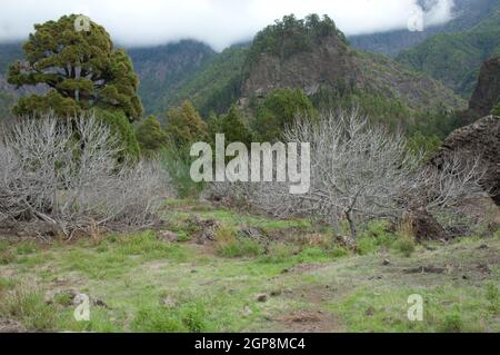 Landschaft im Vulkankrater des Nationalparks Caldera de Taburiente. Casas de Taburiente. La Palma. Kanarische Inseln. Spanien. Stockfoto