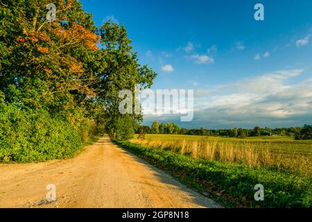 Der Gauja-Nationalpark wurde an einem sonnigen Herbsttag im September aufgenommen. Sandiger Pfad zwischen Feldern und Bäumen, bedeckt mit bunten Blättern während der goldenen Stunden. Stockfoto