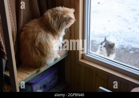 Zwei Katzen, drinnen und draußen, schauen sich durch das Fenster in einem Landhaus an Stockfoto