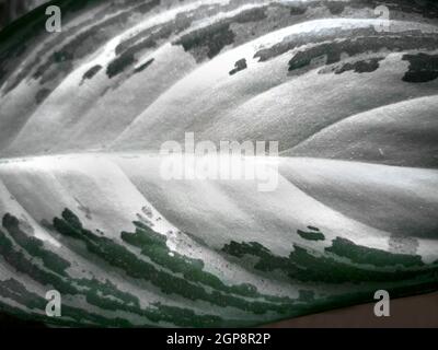 Ein Blatt einer Zimmerpflanze aus der Familie der Marantaceae aus der Nähe. Hintergrundbild, Gemüsehintergrund. Draufsicht. Stockfoto