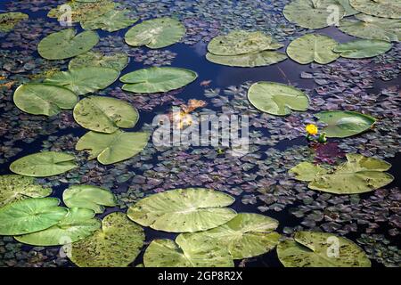 Auf der Oberfläche des Teiches blüht eine schöne gelbe Seerosenblüte, neben grünen ovalen Blättern. Stockfoto