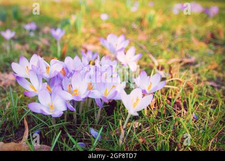 Blühender violetter Crocus auf einem Feld. Crocus blüht in Bokeh sonnigem Licht, Nahaufnahme. Crocus im Frühjahr. Frühjahrsblütenzeit. Stockfoto