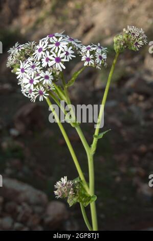 Pflanze Pericallis webbii in Blüte. Pajonales. Integral Natural Reserve von Inagua. Gran Canaria. Kanarische Inseln. Spanien. Stockfoto