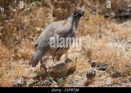 Küken und Weibchen von Rotbeinigen Rebhuhn Alectoris Rufa. Pajonales. Integral Natural Reserve von Inagua. Tejeda. Gran Canaria. Kanarische Inseln. Spanien. Stockfoto