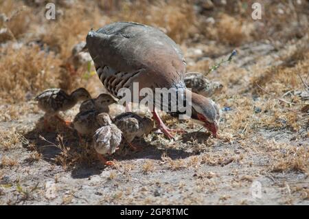 Weibchen und Küken von rotbeinigen Rebhühnern Alectoris rufa auf der Suche nach Nahrung. Naturschutzgebiet von Inagua. Tejeda. Gran Canaria. Kanarische Inseln. Spanien. Stockfoto