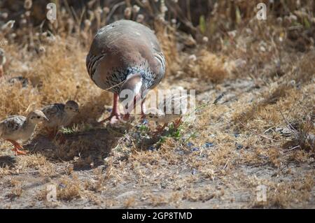 Weibchen und Küken von rotbeinigen Rebhühnern Alectoris rufa auf der Suche nach Nahrung. Naturschutzgebiet von Inagua. Tejeda. Gran Canaria. Kanarische Inseln. Spanien. Stockfoto