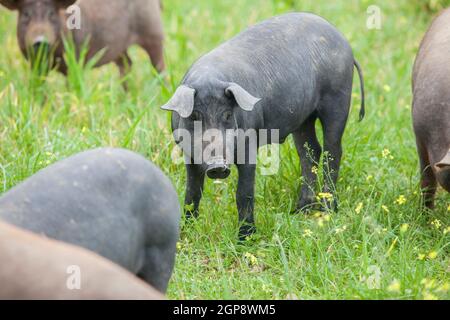 Schwarze iberische Ferkel laufen frei durch das hohe Gras. Badajoz Provinz, Extremadura, Spanien Stockfoto