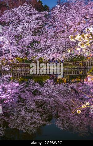 Kirschblüten im Inokashira Park (Inokashira Park). Drehort: Musashino-shi, Tokio Stockfoto