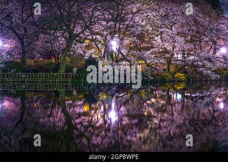 Kirschblüten im Inokashira Park (Inokashira Park). Drehort: Musashino-shi, Tokio Stockfoto