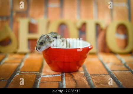 Dungarian Hamster Bild. Drehort: Yokohama-Stadt kanagawa Präfektur Stockfoto