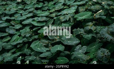 Das Colocasia Blatt Elefantenohr Taro cocoyam dasheen Süßwasser tropft auf einem grünen Colocasia esculenta Blatt Aquatilis und Tropfen Tau am Morgen. Stockfoto