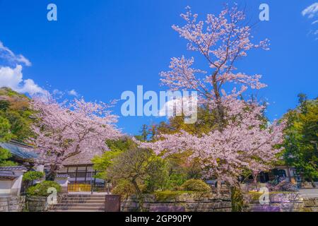 Engakuji der vollen Blüte des Kirschbaumes (Kamakura, Präfektur Kanagawa). Aufnahmeort: Kamakura, Präfektur Kanagawa Stockfoto