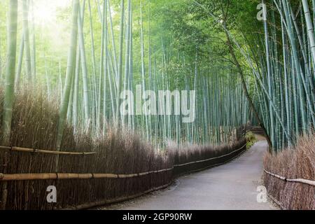 Der Bambuswald mit schöner Beleuchtung in Kyoto, Japan Stockfoto