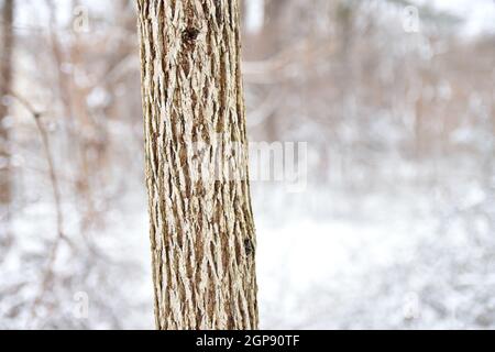 Ein Baumstamm mit tief gerillter Rinde steht mit einem verschneiten Wald im Hintergrund. Speicherplatz kopieren. Stockfoto