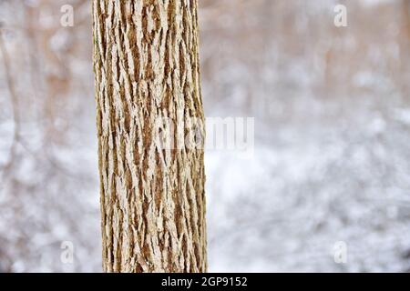 Ein Baumstamm mit schöner gerillter Rinde in einem Winterwald. Speicherplatz kopieren. Stockfoto