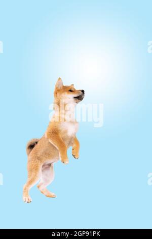 Springender shiba Inu Welpe Hund vor blauem Himmel Verlaufshintergrund Stockfoto