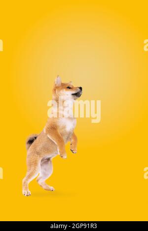 Springender shiba Inu Welpe Hund vor gelbem Hintergrund Stockfoto