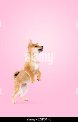 Springender shiba inu Welpe Hund vor rosa Farbverlauf Hintergrund Stockfoto