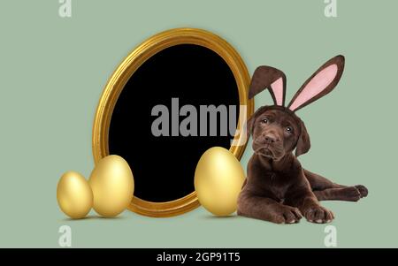 Ein labrador-Welpe aus Schokolade mit pelzigen Osterohren als nächstes Zu goldenen Ostereiern und einem runden goldenen Bilderrahmen Stockfoto