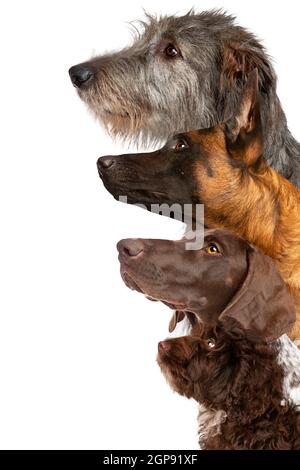Porträt von vier Hunden, die vor einem aufschauen Weißer Hintergrund Stockfoto